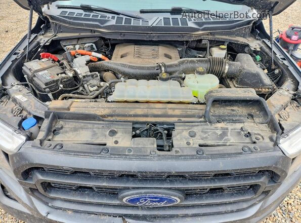 1FTFW1ED5PFD09559 2023 FORD F150 Gray Սալոնի հետևի տեսք