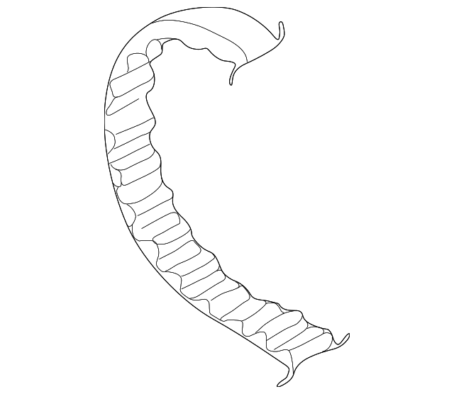 Timing Belt 058-109-119-D - View 4