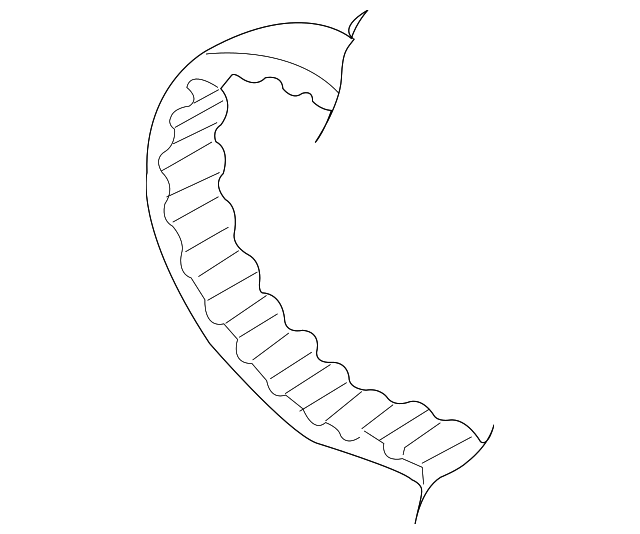 Engine Timing Belt 06A-109-119-J - View 11