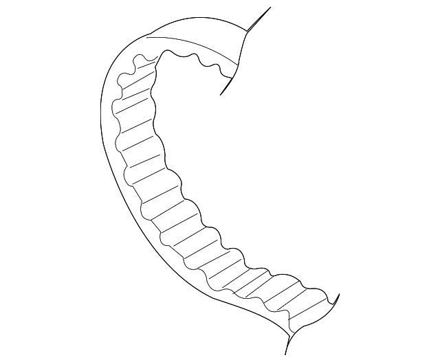 Engine Timing Belt 06B-109-119-A - View 8