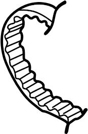 Timing Belt 06A-109-119-D - View 3