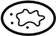 Floor Pan Heat Shield Clip 441-863-987-B - View 43