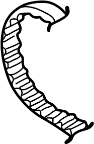 Timing Belt 058-109-119-D - View 2