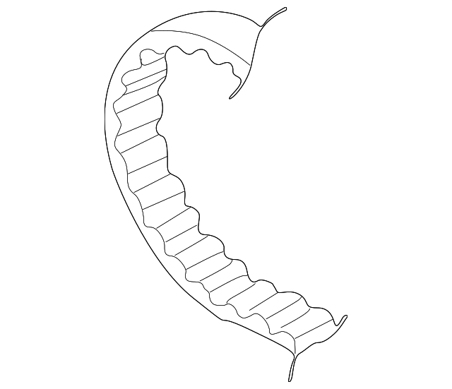 Timing Belt 06A-109-119-D - View 12